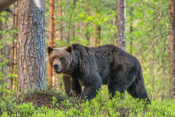 istock One bear in the background of a beautiful forest. 958113464