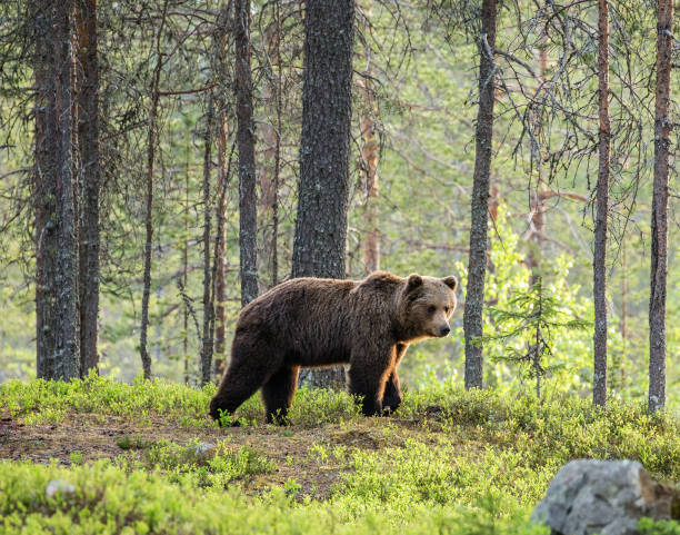 istock One bear in the background of a beautiful forest. 958113478