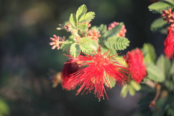 istock Trees and Flowers of Southeastern Arizona 958113502