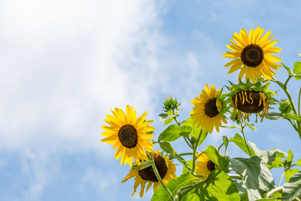 istock Wild Sunflowers in Daylight 958113616