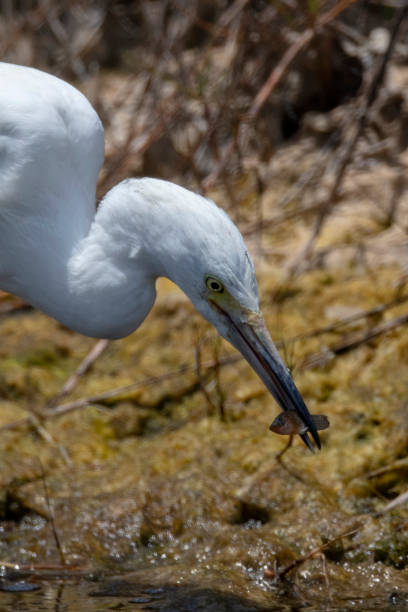 istock Immature Little Blue Heron 958114098