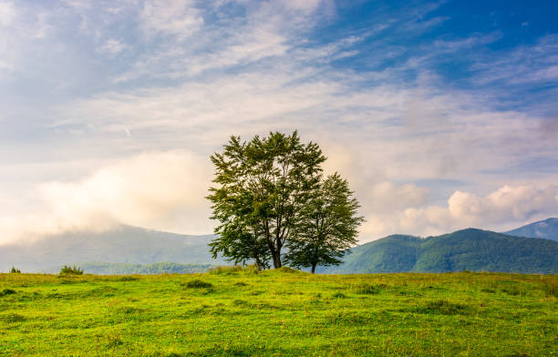 istock few trees on edge of a hillside at sunrise 958114164