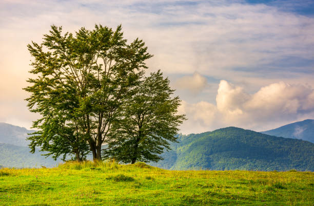 istock few trees on edge of a hillside at sunrise 958114304