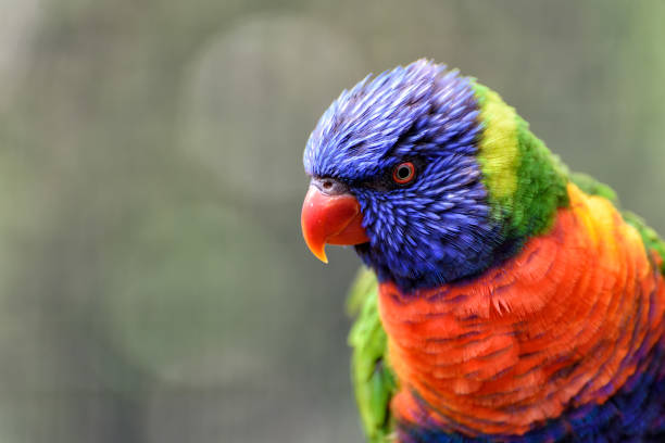 istock little rainbow lorikeet with colorful feathers 958115038