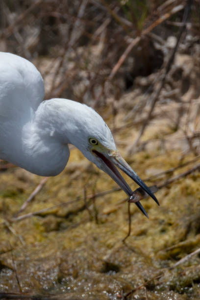 istock Immature Little Blue Heron 958115120