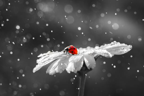 istock Ladybug on daisy flower and water drops, abstract background. 958115184