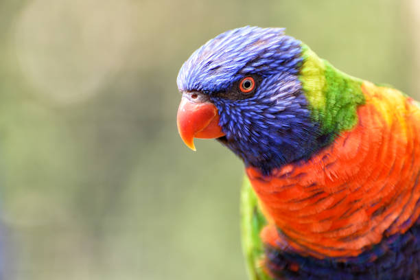istock little rainbow lorikeet with colorful feathers 958115188