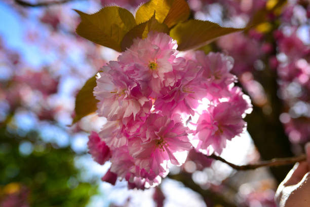 istock Beautiful cherry blossom on a tree in daytime lighting. 958117550