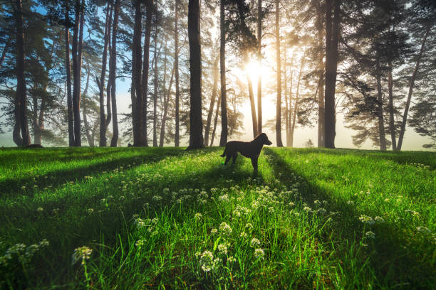 Forest landscape and morning fog in spring.