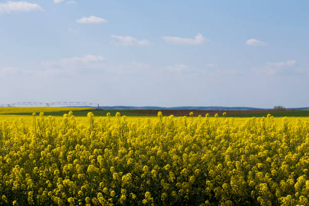 istock Canola flowers field 958119094