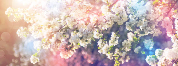 istock Spring blossoms apple tree in sunny day. Banner Concept 958119640