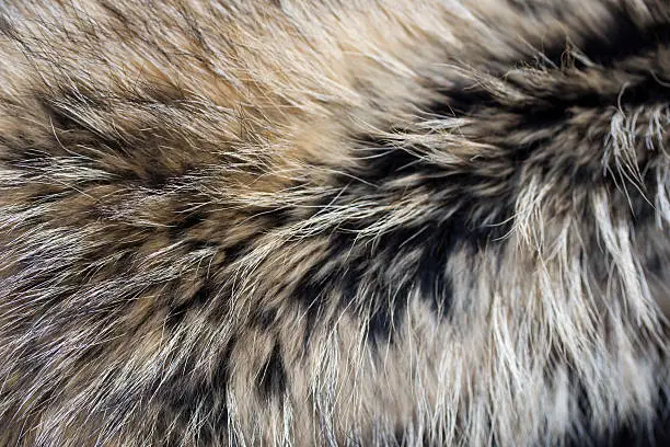 raccoon fur texture