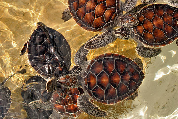 Green Sea Turtles (Chelonia mydas) swimming in clear waters