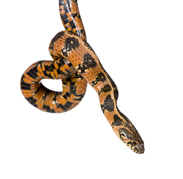 istock Green Whip Snake, Hierophis viridiflavus, studio shot 95812431
