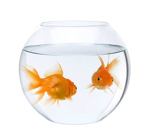 Two goldfish in fish bowl  goldfish stock pictures, royalty-free photos & images