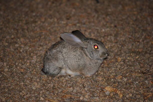 istock Wildlife in Arizona is as diverse as its landscape. 958125164