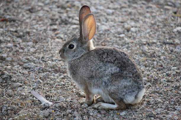 istock Wildlife in Arizona is as diverse as its landscape. 958125324