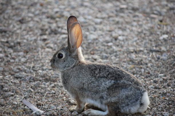 istock Wildlife in Arizona is as diverse as its landscape. 958125334