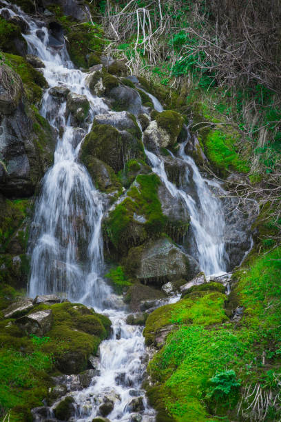 istock mountain waterfall in summer, green plants, a river in the jungle 958125352
