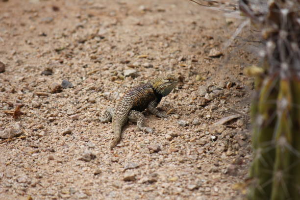 istock Wildlife in Arizona is as diverse as its landscape. 958125406