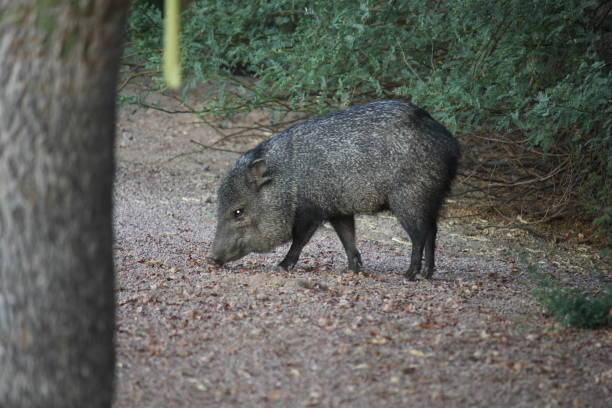 istock Wildlife in Arizona is as diverse as its landscape. 958125452