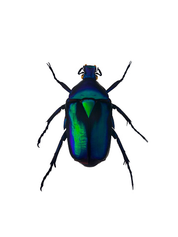Green Tiger Beetle - Cicindela campestris, close up photo of Tiger beetle