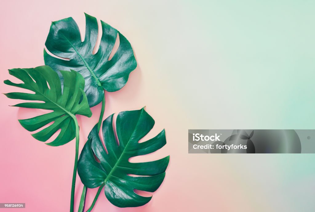 Summer tropical background Summer tropical background with a space for a text, flat lay, view from above Flat Lay Stock Photo