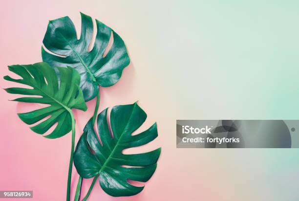 Summer Tropical Background Stock Photo - Download Image Now - Flat Lay, Summer, Monstera
