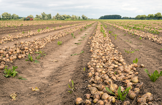 Converging rows of onions drying on the field of a Dutch farmer. It is a cloudy day in the summer season. In the background the mechanized harvester is at work already.
