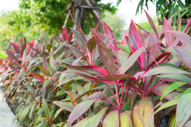 istock Cordyline fruticosa in garden 958129612