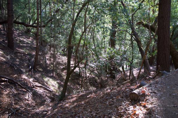 istock Armstrong Redwoods State Natural Reserve, California. 958129672
