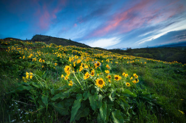 istock Wildflowers At Dawn 958130056