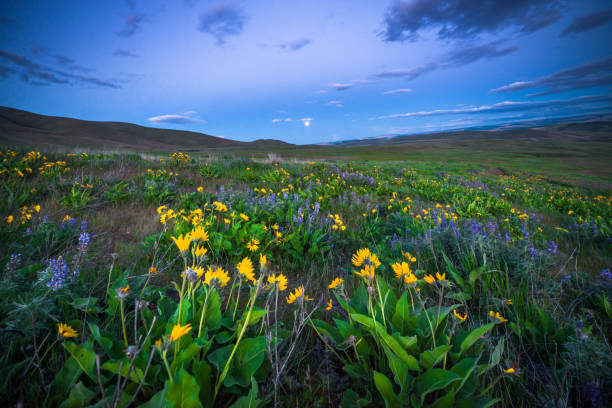 istock Sunset and wild flowers 958130060