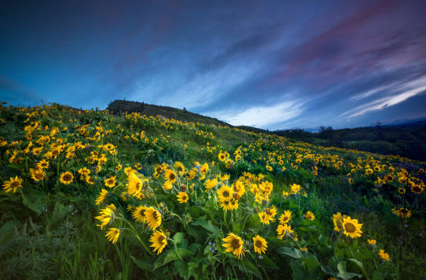 istock Sunset and wild flowers 958130070