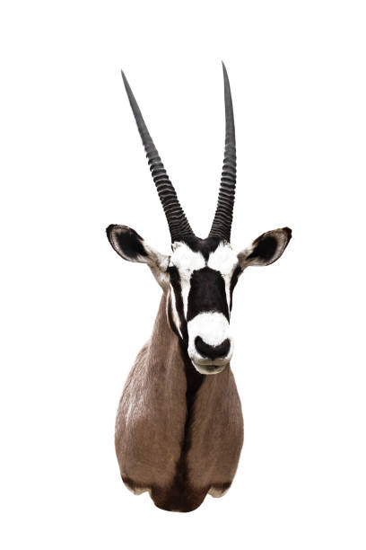 istock Head of antelope 958131258