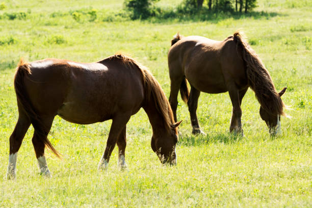 istock Horses grazing on the green meadow 958132500