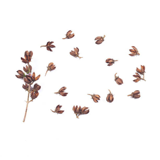istock dry flower seed of tropical tree on white background isolate. 958135064