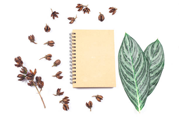 istock dry flower seed of tropical tree on white background isolate. 958135084