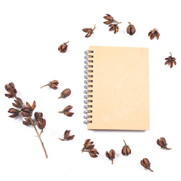 istock dry flower seed of tropical tree on white background isolate. 958135088