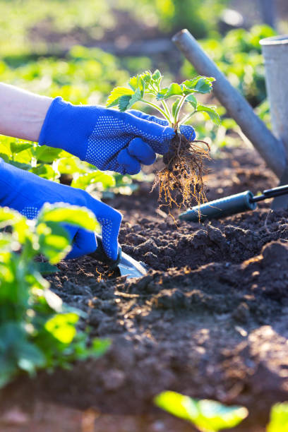 istock planting strawberries in the garden 958135174
