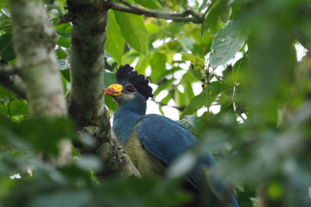 istock Bigodi Wetlands Sanctuary, Uganda 958136092