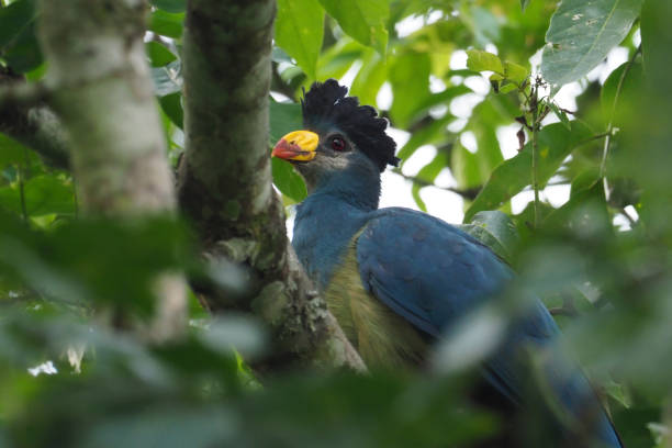 istock Bigodi Wetlands Sanctuary, Uganda 958136128