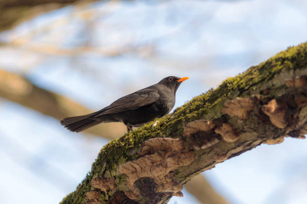 istock portrait of a blackbird 958136328
