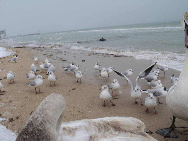 istock swans on the sea 958136336