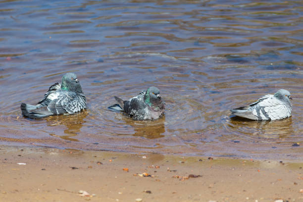 flock of pigeons in the water near the shore