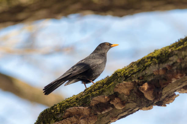 istock portrait of a blackbird 958136364