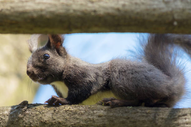 istock portrait of a black squirrel 958136376