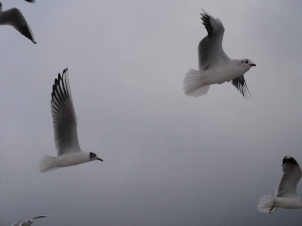 istock seagull on the sea 958136436