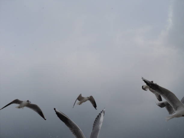 istock seagull on the sea 958136456