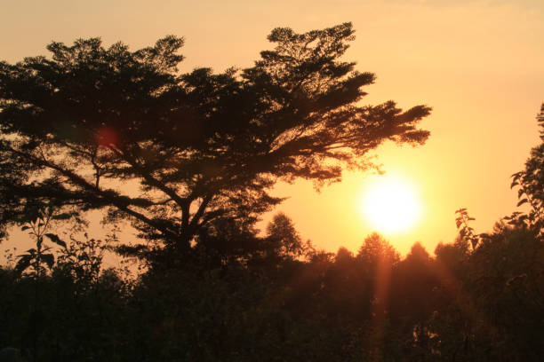 Bigodi Swamp, Uganda, is a community based approach to natural resources. A bird watchers paradise.